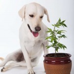 cannabis dog side effects