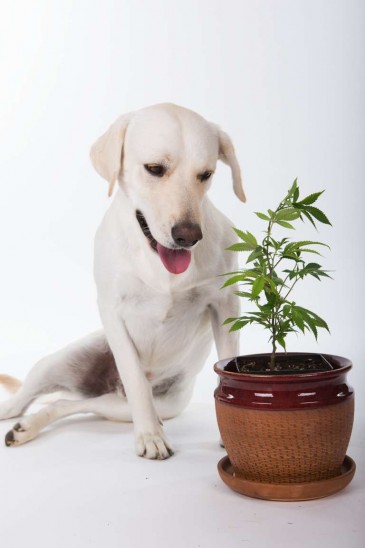 cannabis dog side effects