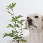 cannabis for pets