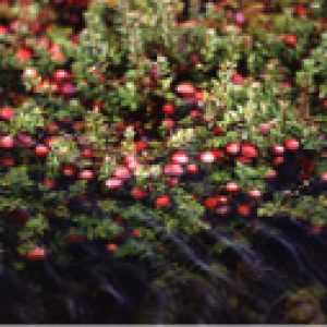 Cranberry plant