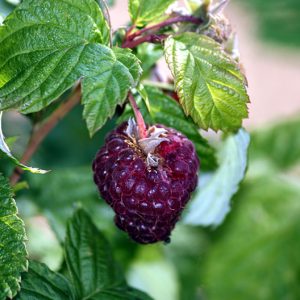Purple Rasberry