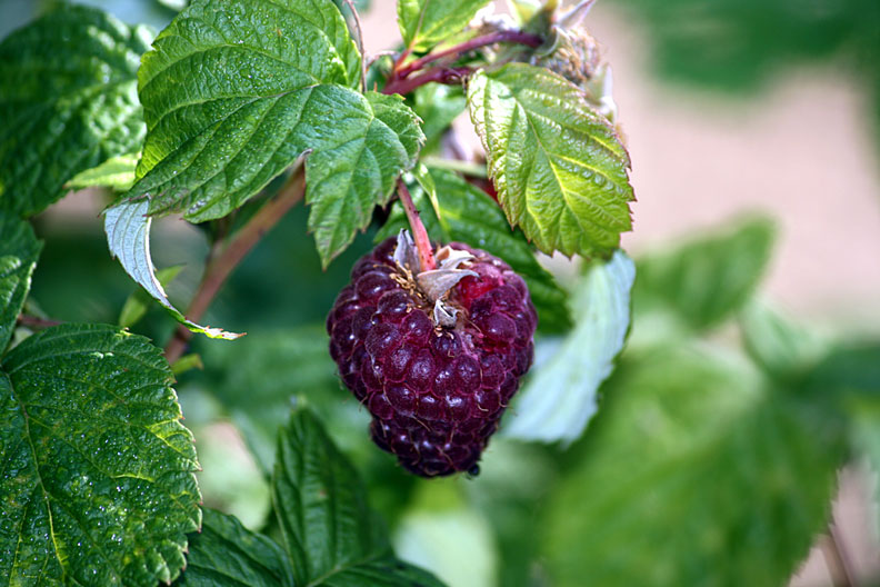 Purple Rasberry