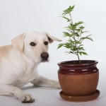 medical marijuana for pets