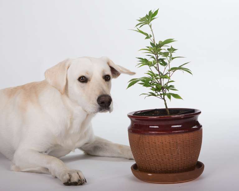 medical marijuana for pets