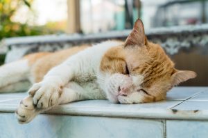 Old cat sleeping on the chair