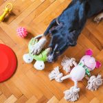 dog with toys